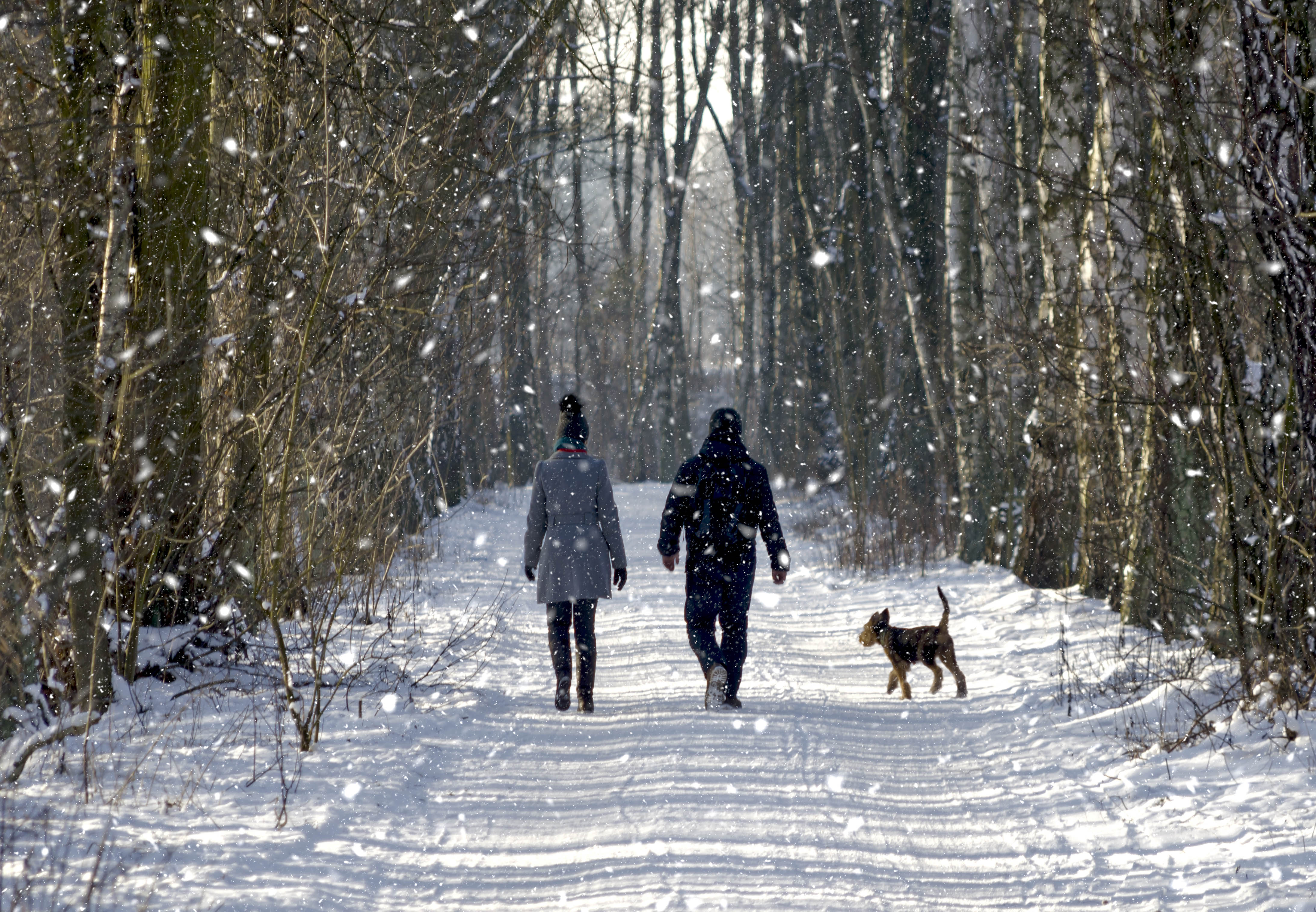 Man, woman, and dog walking in the forest in the winter with snow falling